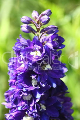 blue-flowered larkspur   (Delphinium)