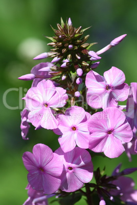 pink flowering Phlox  (Phlox)