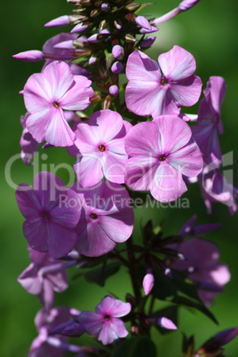 pink flowering Phlox  (Phlox)