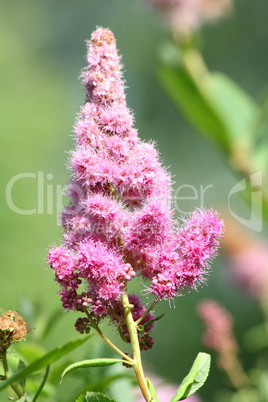 pink cone flower