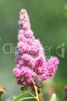 pink cone flower