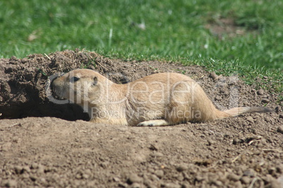 Prairie dog  (Cynomys)