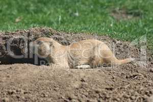Prairie dog  (Cynomys)