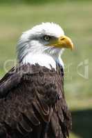 Bald Eagle  (Haliaeetus leucocephalus)