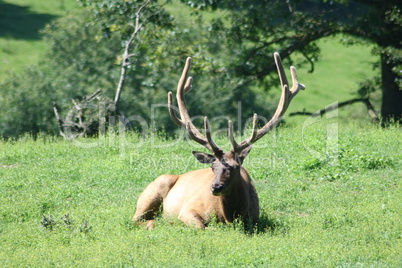 Bull elk  (Cervus canadensis)