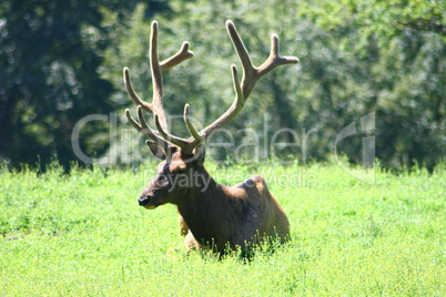 Bull elk  (Cervus canadensis)