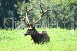 Bull elk  (Cervus canadensis)