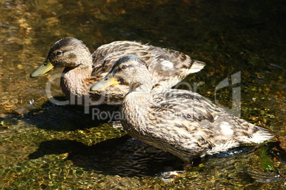 Mallard (Anas platyrhynchos)