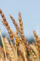 Wheat   (Triticum)