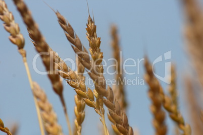 Wheat   (Triticum)