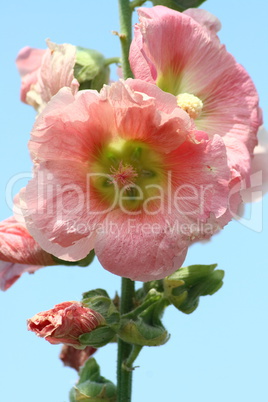 ollyhocke pink  (Alcea rosea)
