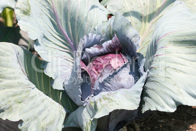 red cabbage  (Brassica oleracea convar. capitata var. Rubra l.)