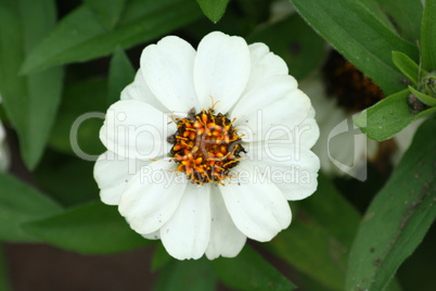 white flower