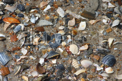 shells