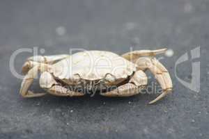 Beach crab (Carcinus maenas)(Carcinus maenas)