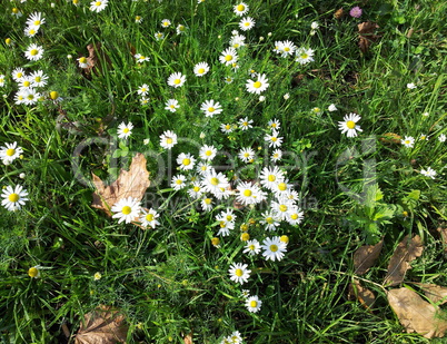 chamomile at dry sunny day