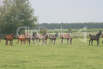 Herd of horses