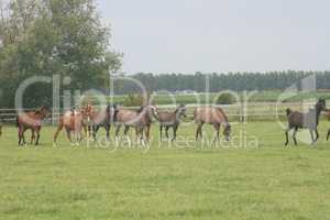 Herd of horses