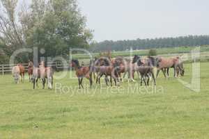 Herd of horses