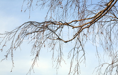 branch of birch