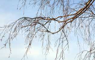 branch of birch