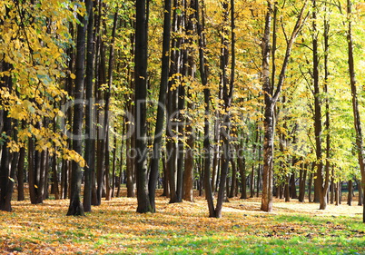 trees in autumn day