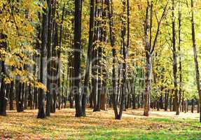 trees in autumn day