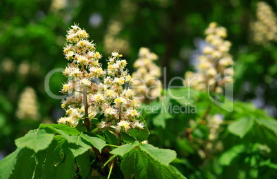 chestnut at spring