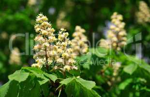 chestnut at spring