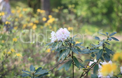 white Flowers at spring