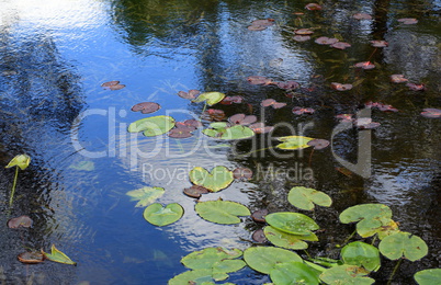 nymphaea in japan garden