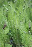 green fern at day