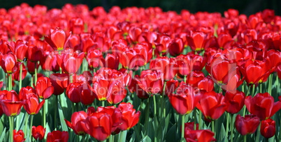 red tulip at spring