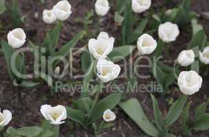 white tulip at spring