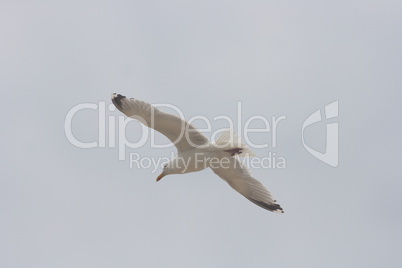 flying gull  (Larus argentatus)