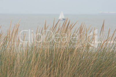 dune grass