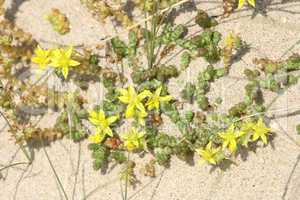 Flower in sand