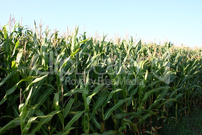 Corn plant