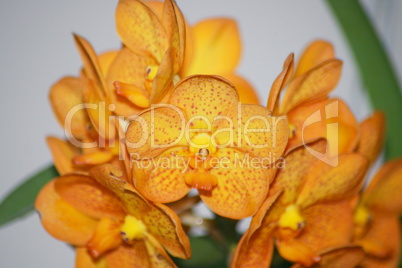 Orchids (Orchidaceae)