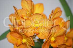 Orchids (Orchidaceae)