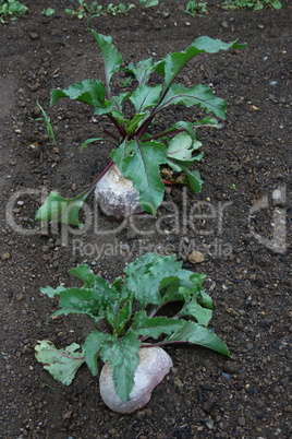 Beetroot, red beet (Beta vulgaris subsp. vulgaris)