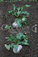 Beetroot, red beet (Beta vulgaris subsp. vulgaris)