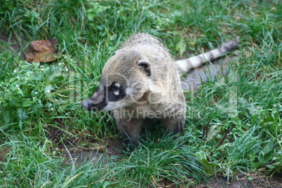 Coati (Nasua)