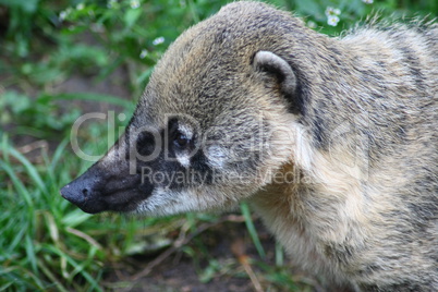 Coati (Nasua)