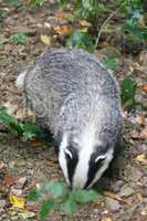 Badger  (Melinae)