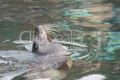 harbor seal  (Phoca vitulina)