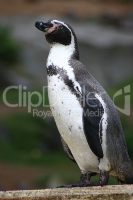 humboldt penguin  (Spheniscus humboldti)