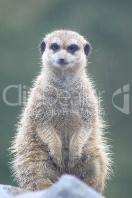 Meerkat  (Suricata suricatta)