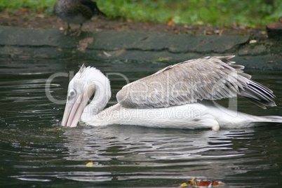 White Pelican   (Pelecanus onocrotalus)