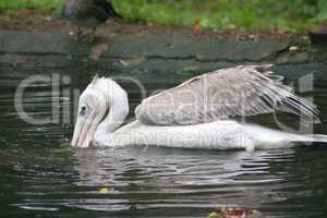 White Pelican   (Pelecanus onocrotalus)